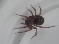 Dunstanoides nuntius