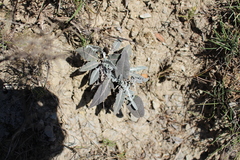 Leuzea conifera