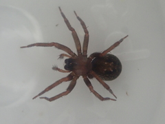 Dunstanoides nuntius