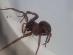 Dunstanoides nuntius