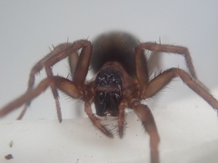 Dunstanoides nuntius