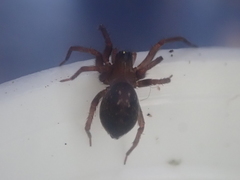 Dunstanoides nuntius