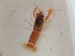 Euastacus