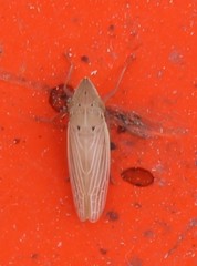 Draeculacephala septemguttata