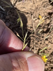 Deschampsia danthonioides