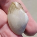 Fragile Surfclam - Photo (c) John Slapcinsky, some rights reserved (CC BY-NC), uploaded by John Slapcinsky