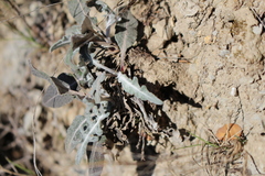 Leuzea conifera