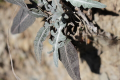 Leuzea conifera