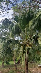 Livistona chinensis