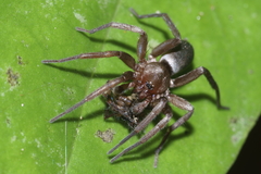 Hypodrassodes maoricus