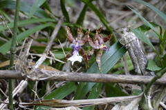 Miltonia clowesii