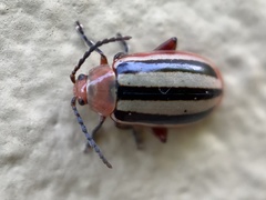 Disonycha leptolineata