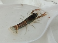 Euastacus