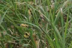 Carex elata