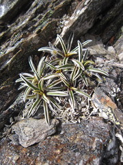 Celmisia hieraciifolia gracilis