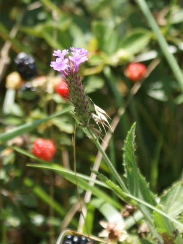 Verbena rigida