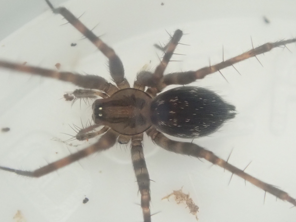 Aorangia fiordensis