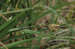 Carex elata
