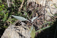 Leuzea conifera