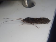 Polyplectropus
