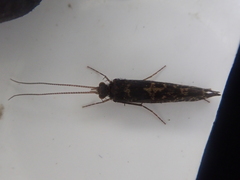 Polyplectropus