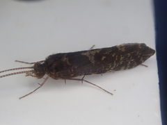 Polyplectropus
