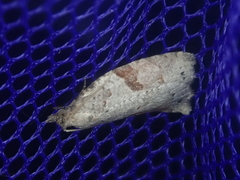 Apoctena orthropis