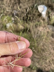 Deschampsia danthonioides