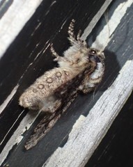 Psaphida thaxterianus