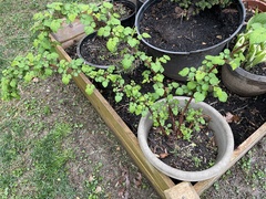 Rubus phoenicolasius