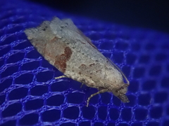 Apoctena orthropis