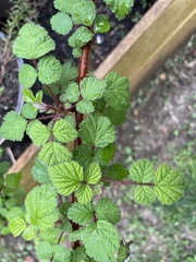 Rubus phoenicolasius