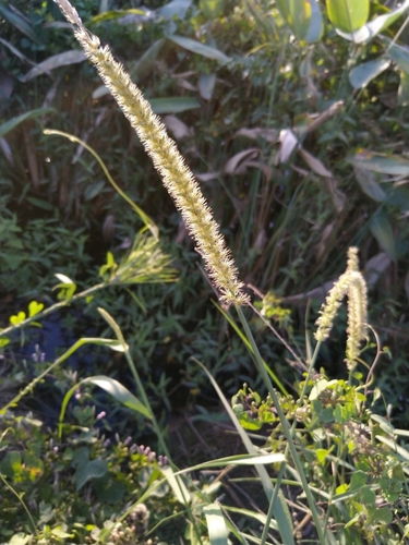 Image of Big Sandbur (Cenchrus myosuroides) by (c) Patricio Cowper Coles, some rights reserved (CC BY)