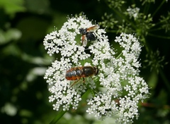 Odontomyia ornata