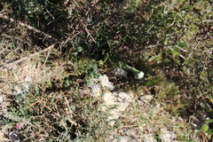 Lepidium hirtum