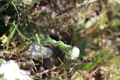 Lepidium hirtum