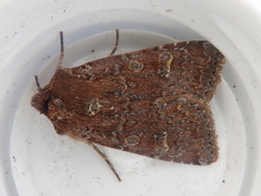 Ichneutica agorastis