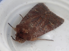 Ichneutica agorastis