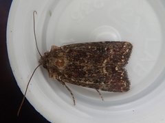 Ichneutica mustulenta