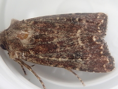 Ichneutica mustulenta