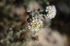Lepidium hirtum