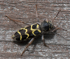 Neoclytus