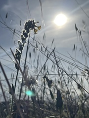Amsinckia menziesii
