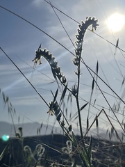 Amsinckia menziesii