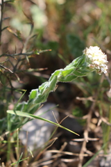 Lepidium hirtum