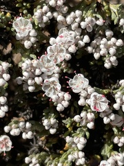 Eriogonum fastigiatum
