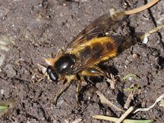 Brachypalpus chrysites