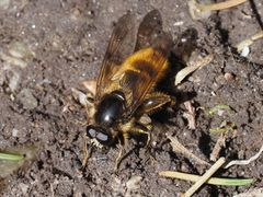 Brachypalpus chrysites