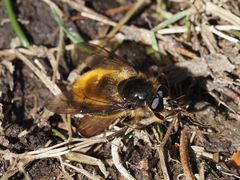 Brachypalpus chrysites