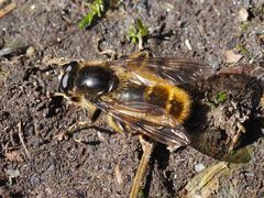 Brachypalpus chrysites